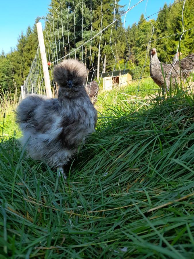 Miniponyhof Biohof Almbauer Leilighet Waidhofen an der Ybbs Eksteriør bilde